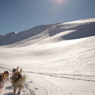 husky sledding in Orcières winter activity holiday.jpg